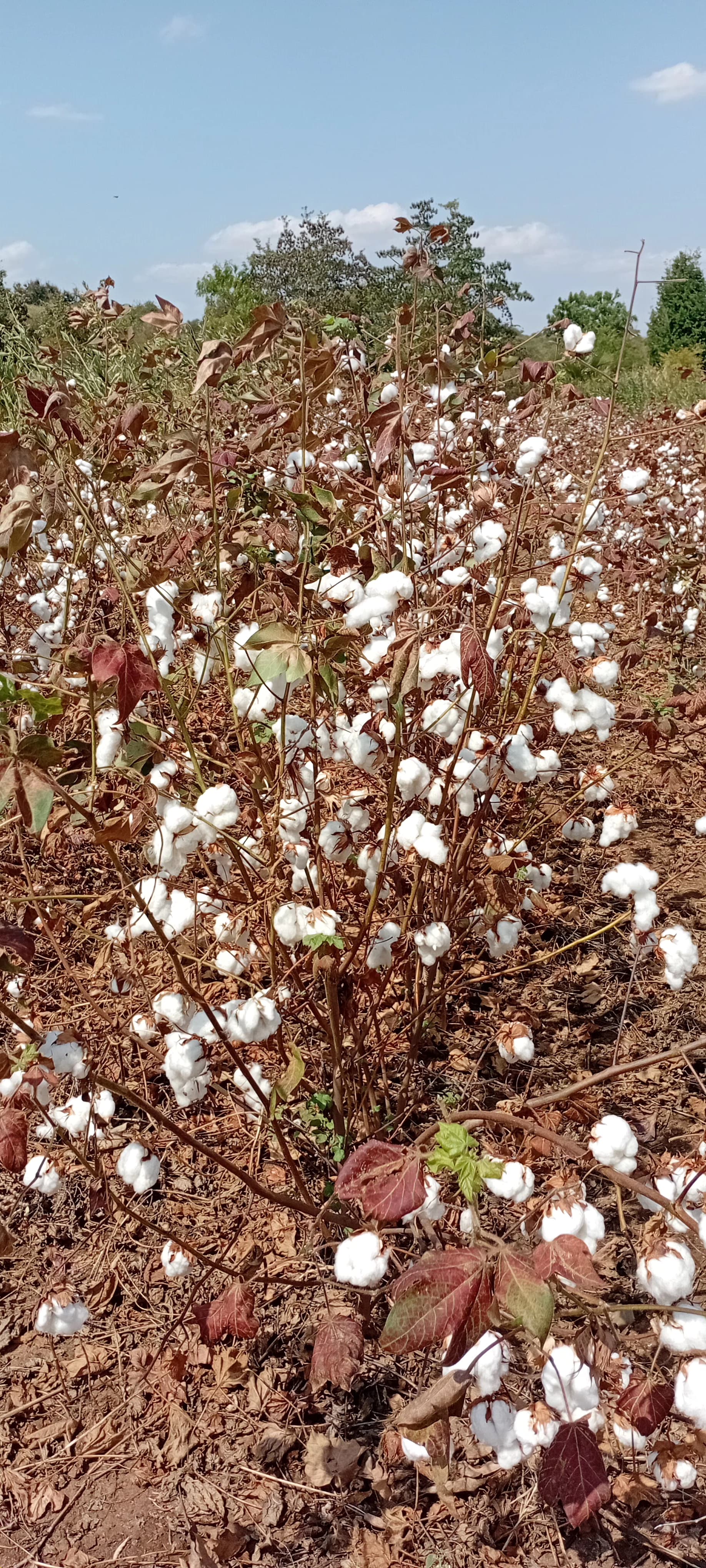 Expanding jobs creation through cotton value addition