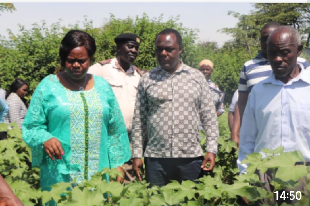 State distributes Sh3m BT cotton seeds to promote production in Homa Bay